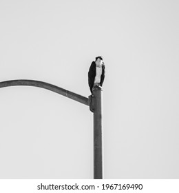 Urban Adjacent Osprey In Santa Ana River Bed