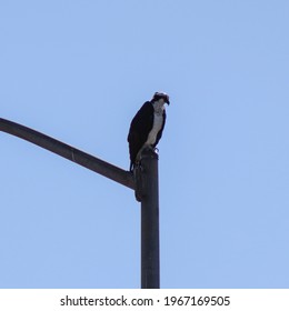 Urban Adjacent Osprey In Santa Ana River Bed