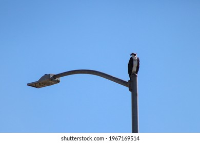 Urban Adjacent Osprey In Santa Ana River Bed