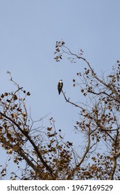 Urban Adjacent Osprey In Santa Ana River Bed