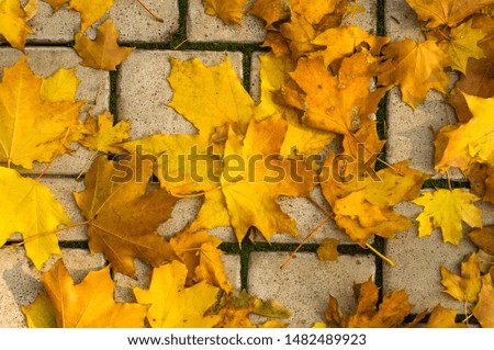 Similar – Image, Stock Photo Dry leaves on paving stones in the autumn sun