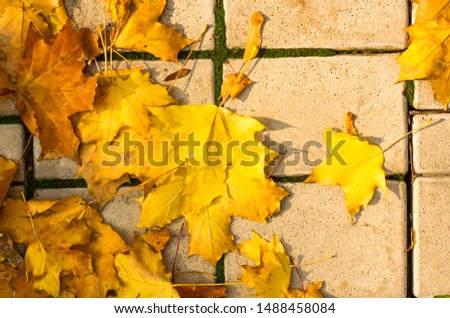 Similar – Image, Stock Photo Dry leaves on paving stones in the autumn sun