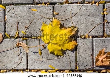 Similar – Image, Stock Photo Dry leaves on paving stones in the autumn sun