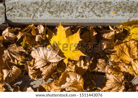 Similar – Image, Stock Photo Dry leaves on paving stones in the autumn sun