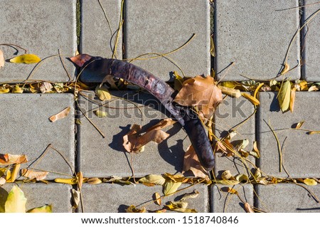 Similar – Image, Stock Photo Dry leaves on paving stones in the autumn sun