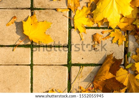 Similar – Image, Stock Photo Dry leaves on paving stones in the autumn sun