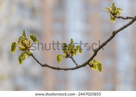 Urban background of leaves and little bud burgeons chestnut