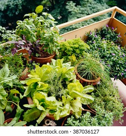 Urban Balcony Garden