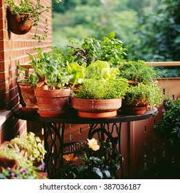 Urban Balcony Garden