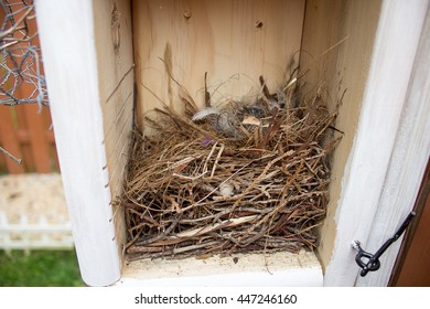 Urban Birdhouse With A House Wren Nest 