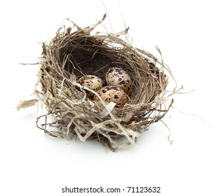 Urban birds nest with three eggs inside, isolated on white.
