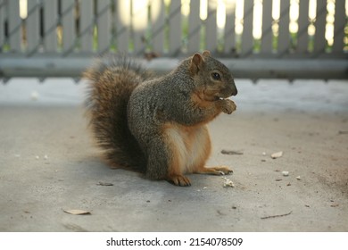 Urban City Squirrel Caught Eating