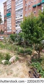 Urban Communal Garden, Urban Gardening, Madrid
