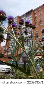 Urban Communal Garden, Urban Gardening, Madrid
