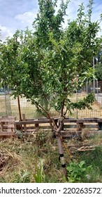 Urban Communal Garden, Urban Gardening, Madrid
