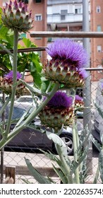 Urban Communal Garden, Urban Gardening, Madrid
