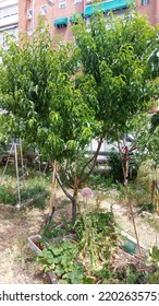 Urban Communal Garden, Urban Gardening, Madrid
