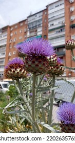 Urban Communal Garden, Urban Gardening, Madrid
