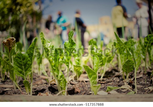Urban Community\
Gardening