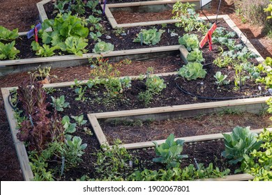 Urban Community Vegetable Garden In Raised Planter Beds. 