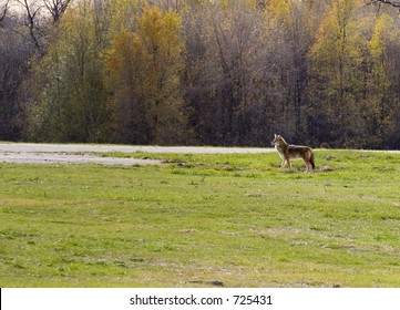 Urban Coyote