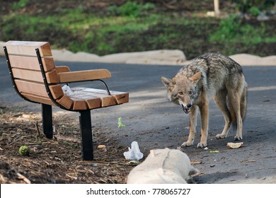 An Urban Coyote Eating Fast Food