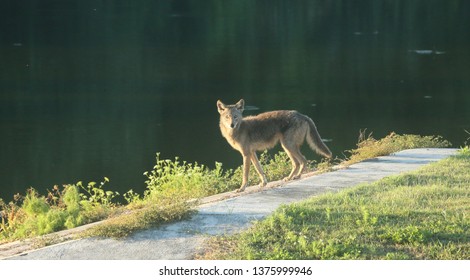 Urban Coyote Hunting 