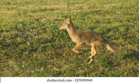 Urban Coyote Hunting 