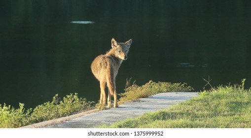 Urban Coyote Hunting 