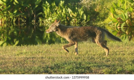 Urban Coyote Hunting 