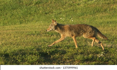 Urban Coyote Hunting 