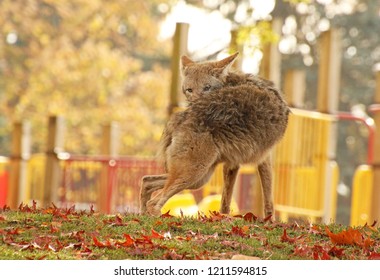 Urban Coyote In School Park