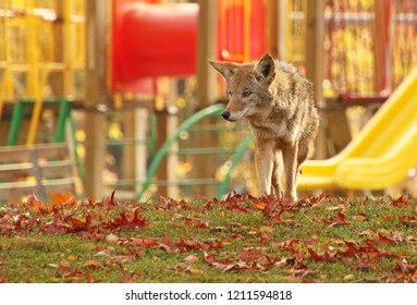 Urban Coyote In School Park