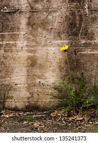 Urban Decay, Dereliction Background - Dandelion And Cement