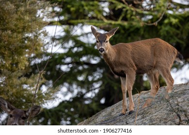 Urban Deer In Victoria, BC, Canada January 29, 2021