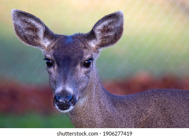 Urban Deer In Victoria, BC, Canada January 29, 2021