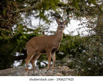 Urban Deer In Victoria, BC, Canada January 29, 2021