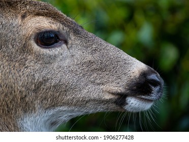 Urban Deer In Victoria, BC, Canada January 29, 2021