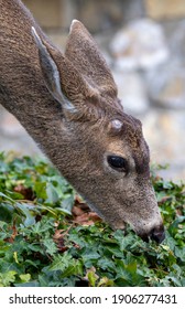 Urban Deer In Victoria, BC, Canada January 29, 2021