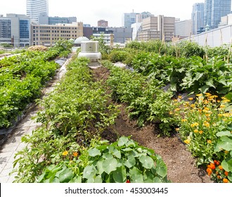 Städtische Landwirtschaft - Gemüseanbau auf Dach des städtischen Gebäudes