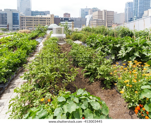 Urban\
Farm - Growing vegetables on roof of urban\
building