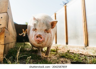 Urban Farm Pig In The Backyard