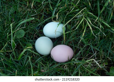 Urban Farming: Hen's Nest With 3 Eggs In Grass With Green And Brown Chicken Eggs Laid In City Lawn 