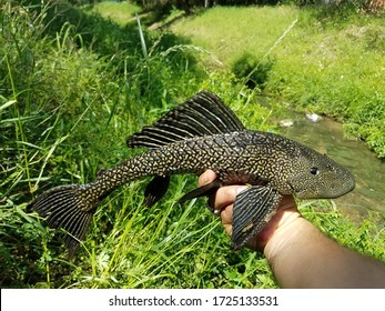 Urban Fishing Armored Plecostomus Catfish Caught In Houston Texas Bayou 