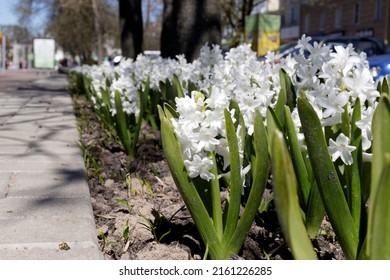 Urban Flowers. A Very Beautiful Flower Bed In The Urban Environment Of The City. Flowers And Greenery In Landscape Design. Background With Copy Space For Text Or Inscriptions.