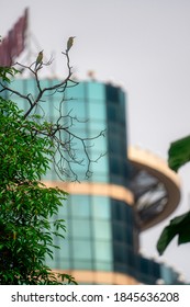 Urban Forest Of Kuala Lumpur, Bukit Nanas