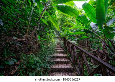 Urban Forest Of Kuala Lumpur, Bukit Nanas