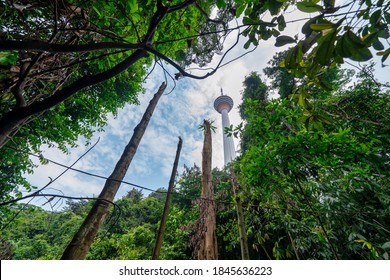 Urban Forest Of Kuala Lumpur, Bukit Nanas