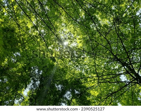 Similar – #S# Leaf canopy