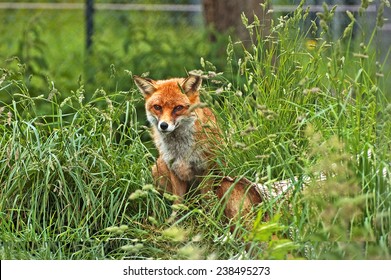 Urban Fox